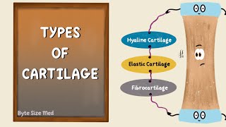 Structure and Types of Cartilage | Hyaline | Elastic | Fibrocartilage | Connective Tissue Histology