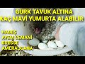 SÜS TAVUK YARKALARIMIZ VE AMERAUCANA TAVUKLARIMIZ. AMERAUCANALAR DA GURK ŞENLİĞİ #tavuk #gurk #chick