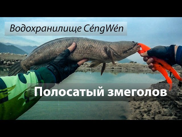 Водохранилище 曾文水庫, Тайвань. Полосатый змееголов на мандулу.