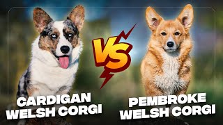 Cardigan Welsh Corgi vs. Pembroke Welsh Corgi: The Differences