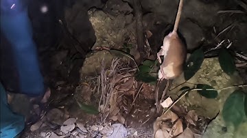 Ngủ lại trong rừng, đi thăm bẫy chuột đêm, kết quả sánh nặng tăy