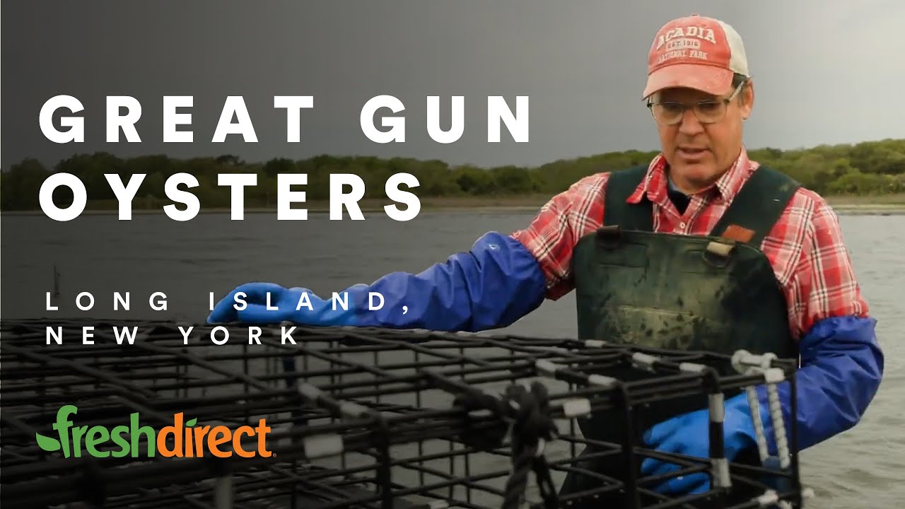 How Many Gallons Can Half a Million Oysters Filter?