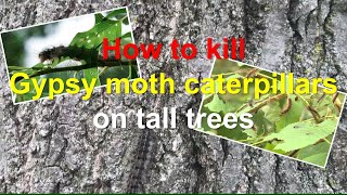 How to kill Gypsy moth caterpillars on tall trees | 如何殺死高大樹上的毛毛蟲 | Channel - Creative Ideas and John