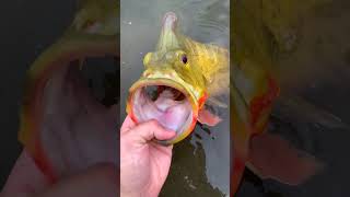 bass fishing 3