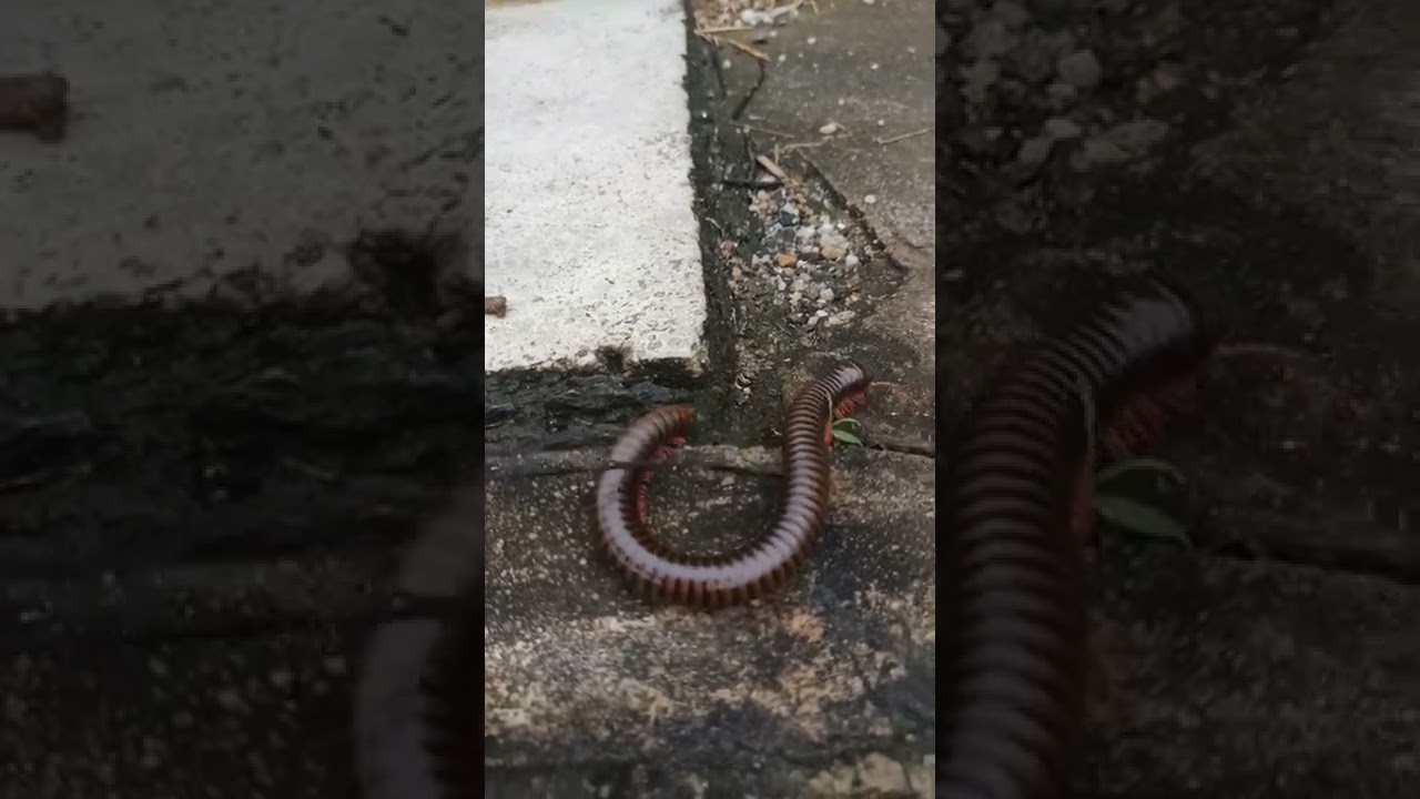 Сколопендра атакует #scolopendra #attack #тайланд #пхукет #сколопендра