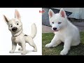 Dogs Cartoon Character In Real Life | Superheroes In Real Life As Dogs