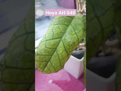 Hoya beautiful rare