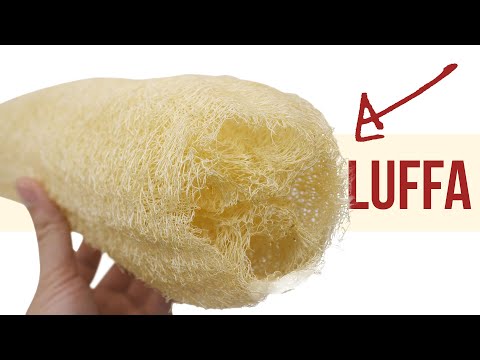 Video: Luffa - dabas dāvināta veļas lupata. Kā pašam pagatavot dabīgu veļas lupatiņu?