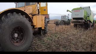 Комбайн КЛААС МЕГА. Заканчиваем уборку подсолнечника.