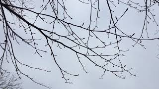 Copper Beech - branches & twigs - January 2019