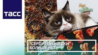 "Сердитой кошки" больше нет "Сердитой кошки" больше нет