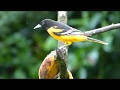 La Fortuna Garden Birds