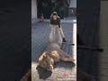 نطق الاسد