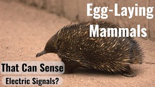 Platypus and Echidnas: the EggLaying Mammals