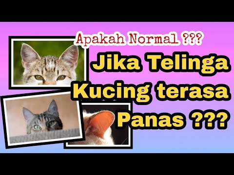 Video: Bagaimana Mengidentifikasi Bayi Ular