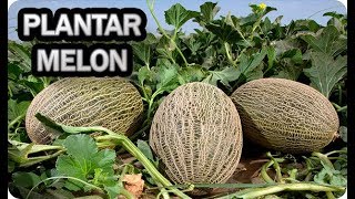 Como Y Cuando Plantar Melón   Consejos Y Trucos  Cultivo En El Huerto || La Huertina De Toni