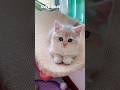 Sweetest Kitten ❤️ #shorts #kitten #cute