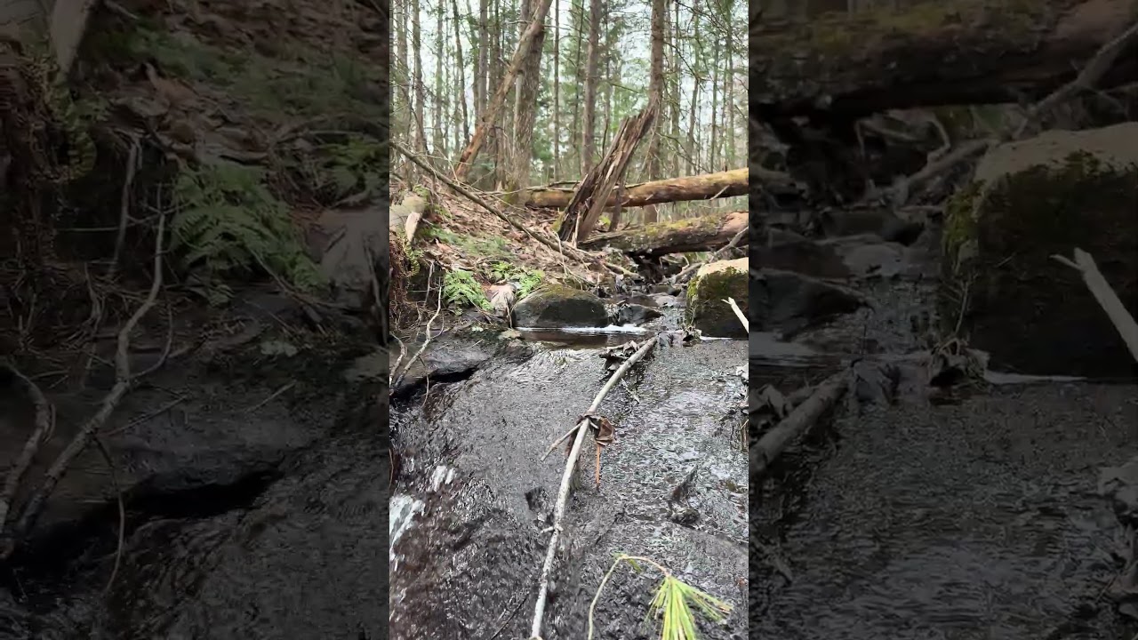 4k Spring Forest E14 26s #Naturelover #Expore #Beautiful #Peaceful #Relaxing #Spring #Canada #Forest