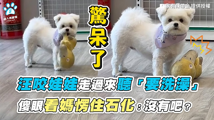 【汪咬娃娃走過來聽「要洗澡」 傻眼看媽愣住石化：沒有吧？】｜FB / 家有陳帶金｜網友 林珍安(IG / hangee0218)