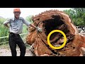 Boy Cuts Down Old Tree – What He Found Inside The Trunk Shocked The Whole World !