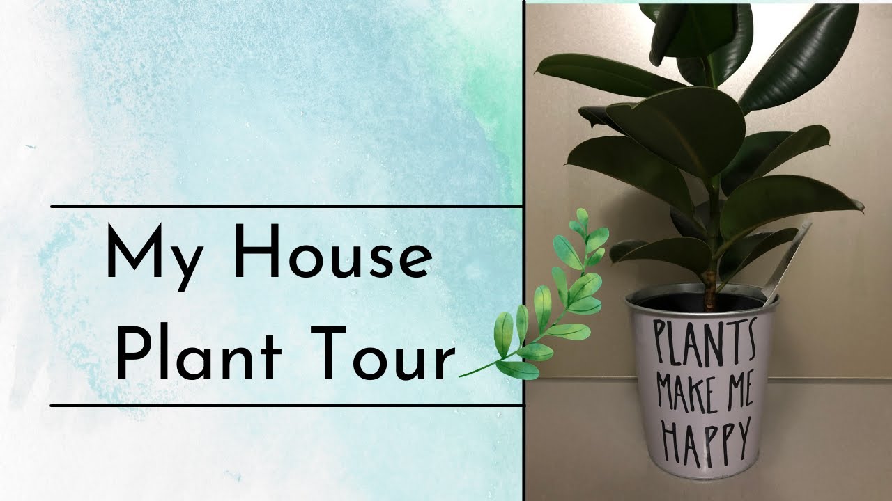 My House Plant Larry Kate