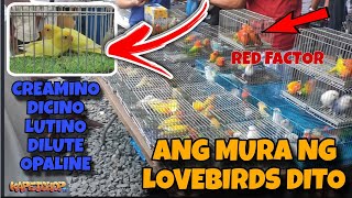 PART 2 MALABON PET MARKET LOVEBIRDS SALE #lovebird  #birds #malabonpetmarket