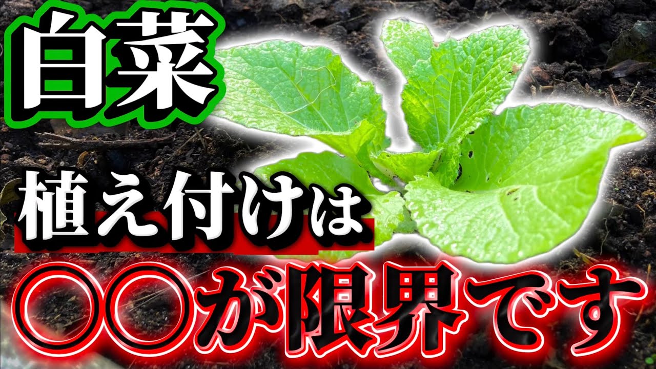 Chinese cabbage] If you are planting, the limit is XX. I will tell