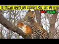 तेंदुए ने कुत्ते के साथ जो किया देखकर हैरान हो जाओगे  ll leopard attack other animals