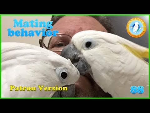 88 Mating Behavior