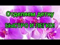 Отделяем детку орхидеи от ствола!ЕСТЬ ИНТРИГА!