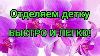 Отделяем детку орхидеи от ствола!ЕСТЬ ИНТРИГА!