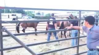 Horses rescued from Conroe, Texas come to Habitat for Horses