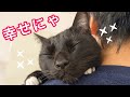 【お出迎え】仕事から帰宅するパパに全力で甘える忠猫くまごろう