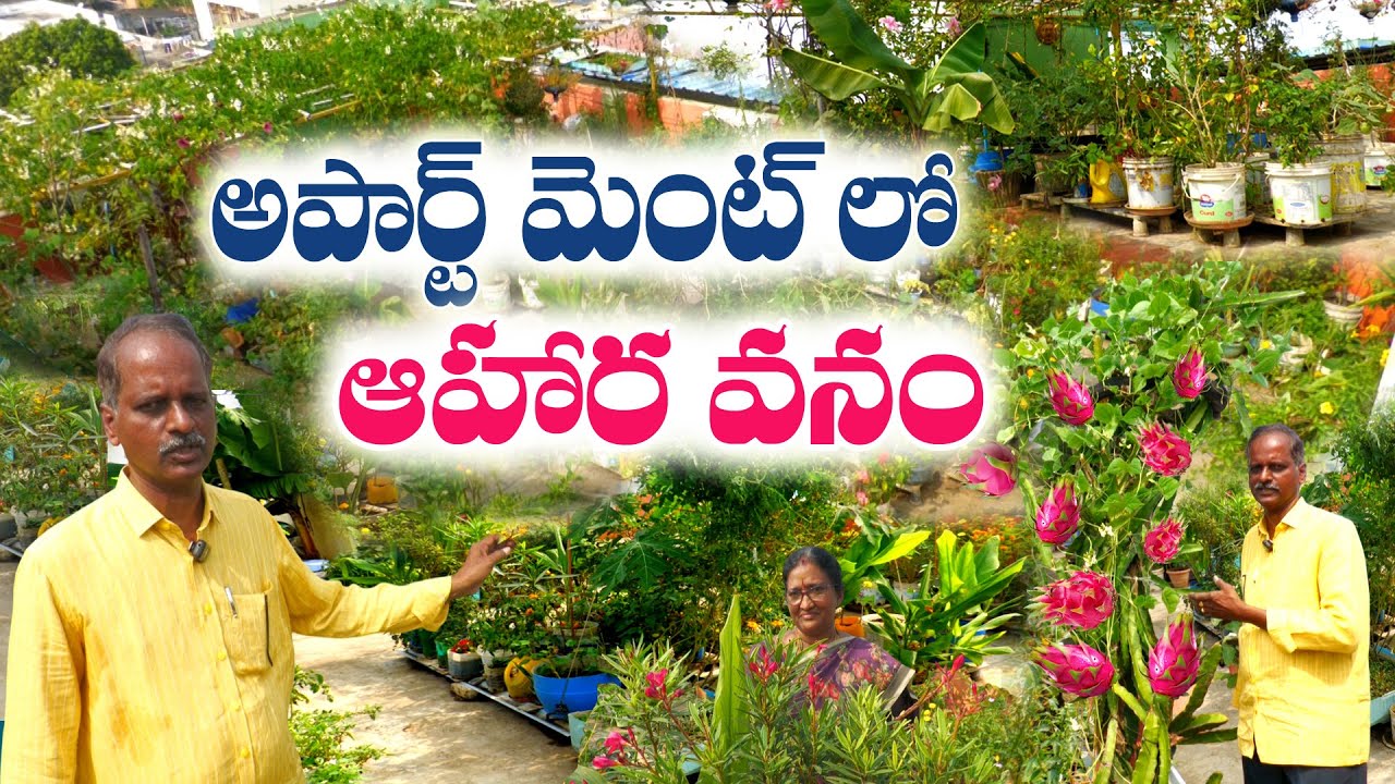 Прекрасный сад на террасе квартиры | Nagaraj #TerraceGarden #UrbanFarming