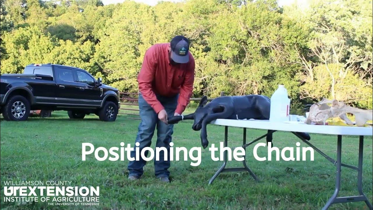 Pig Pulle-Half Moon Foceps - Heitage Animal Health