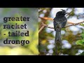 Greater racket - tailed drongo