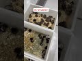 #ハムスターかわいい面白い #ハムスター #ハムスターのいる生活 #ハムスター好きと繋がりたい #pets #animals #ハムスター動画 #hamster #ハムスター好きな人と繋がりたい
