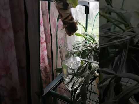 размножение пальмы юкка,