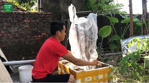 Sim rừng cách trồng tỷ lệ sống cao.Hoa bạn và tôi