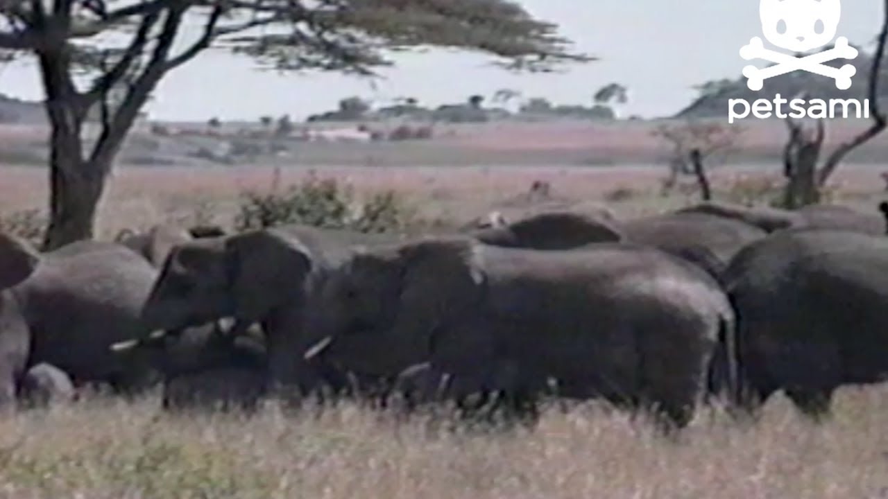 Elephant flips tourist's car over YouTube