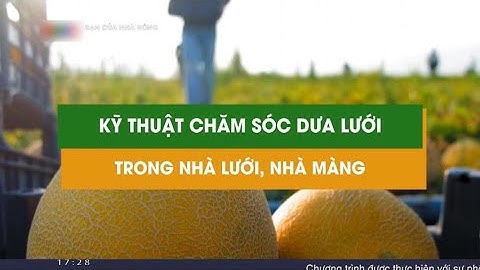 Kỹ thuật chăm sóc dưa lưới trong nhà lưới, nhà màng