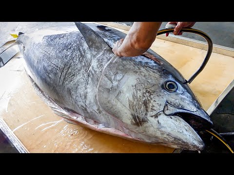 Sharp Katana! Fish Samurai Cuts Giant Bluefin Tuna to Luxurious Nigiri Sushi / 炙燒黑鮪魚金三角握壽司