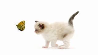 Running kitten and Butterfly by Warren Photographic 41,438 views 4 years ago 3 minutes, 30 seconds