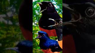 murai batu muntah isian mewah