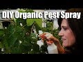 DIY Organic Pesticide Spray with Neem Oil, Peppermint Oil, Worm Tea