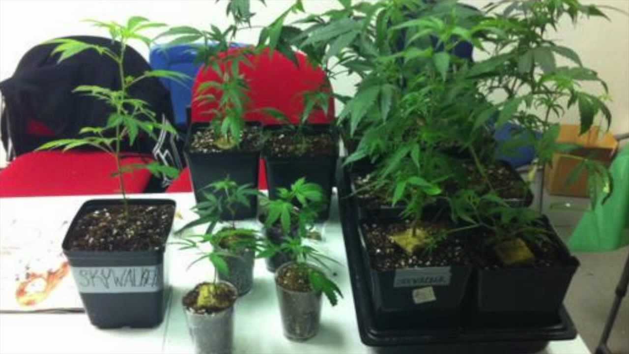 RIVERSIDE Marijuana dispensary has its third anniversary YouTube