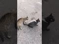 Superman Cat's first epic standoff! 🦸‍♂️⚔️ (Part 2)