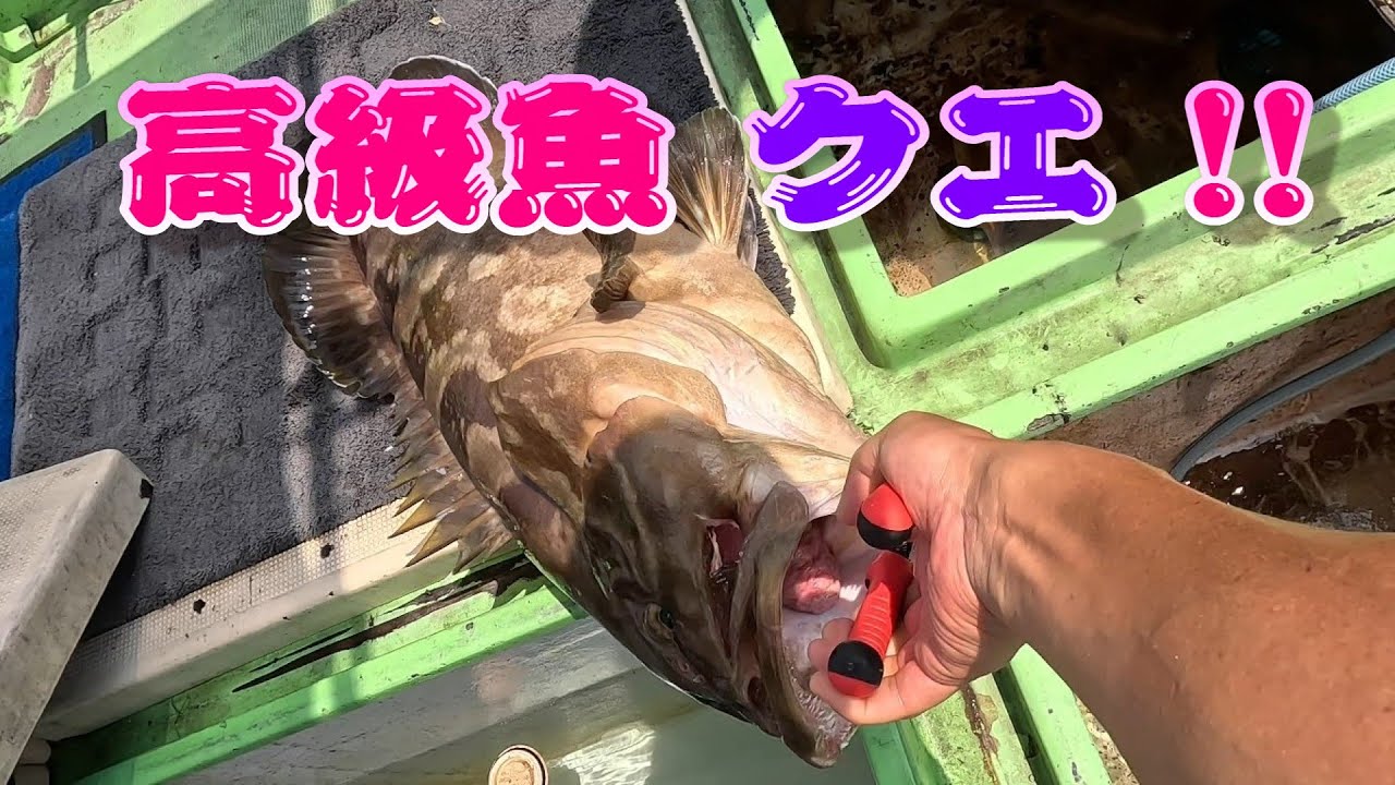 アラ（クエ）釣り 九州 長崎 平 戸 五島 沖 2025.07 3回目