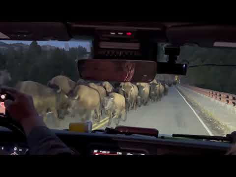 Herd of Bison Cross Bridge in Yellowstone