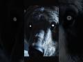 Esse urso fazia o urso polar parecer pequeno